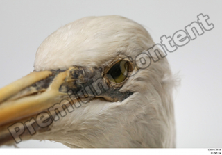 Stork  2 eye head 0004.jpg